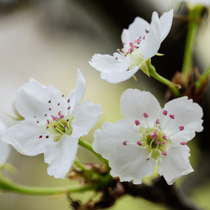 米塔光溜溜图片
